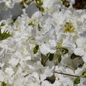 Girard's Pleasant White Azalea