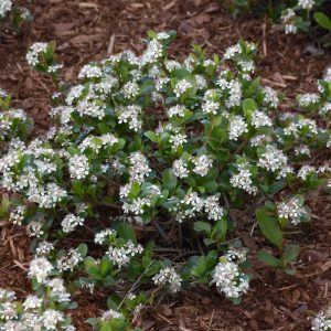 Low Scape Mound Aronia