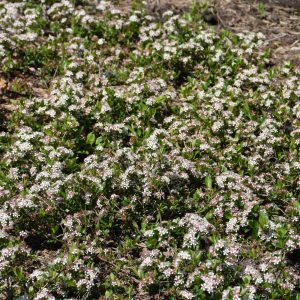 Ground Hug Aronia