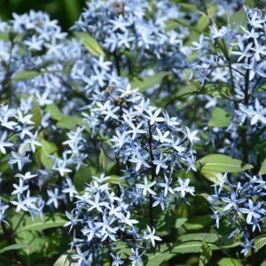 Storm Cloud Bluestar