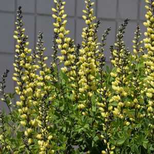American Goldfinch False Indigo