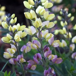 Decadence Deluxe Pink Lemonade False Indigo