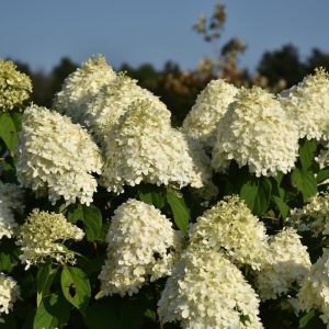 Limelight Hydrangea