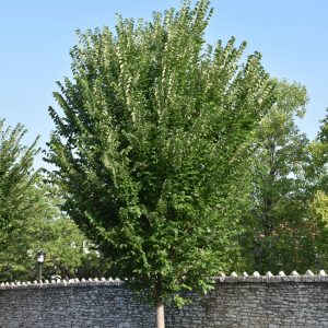 Princeton Elm