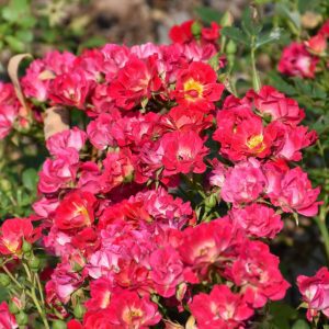Pink Drift Rose