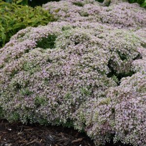 Rock 'N Round Pure Joy Stonecrop