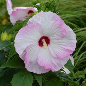 Summerific Ballet Slippers Hibiscus