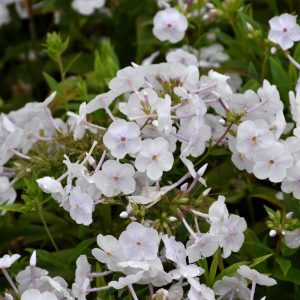 Fashionably Early Crystal Garden Phlox
