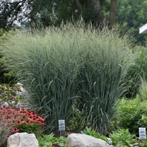 Prairie Winds Totem Pole Switch Grass