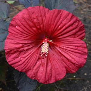 Summerific Holy Grail Hibiscus