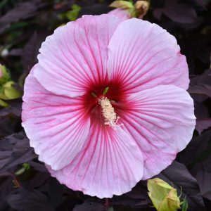 Starry Starry Night Hibiscus