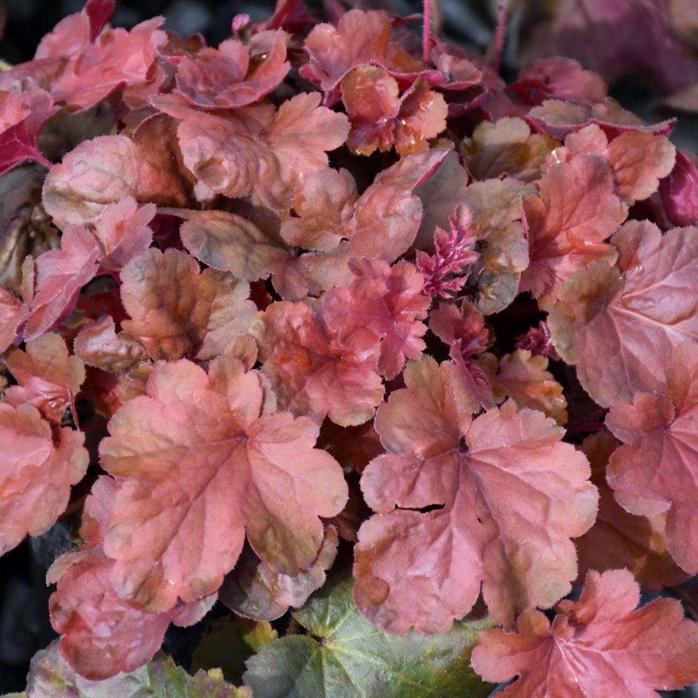 Indy Plants Little Cuties Coral Bells