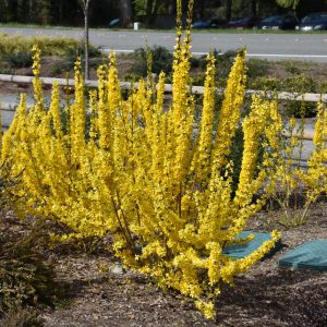 Show Off Starlet Forsythia