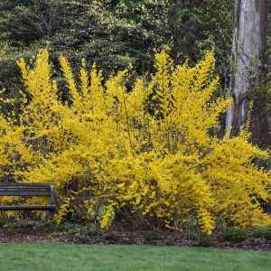 Lynwood Gold Forsythia