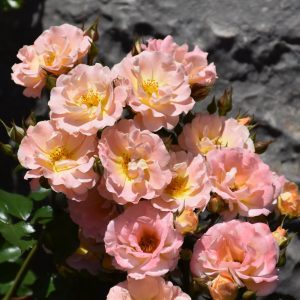Peach Drift Rose