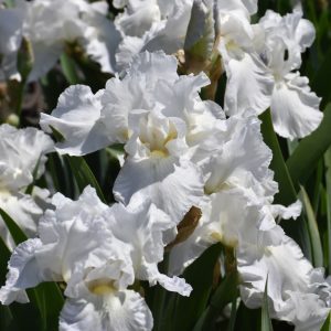 Immortality Iris