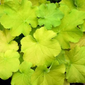 Guacamole Coral Bells