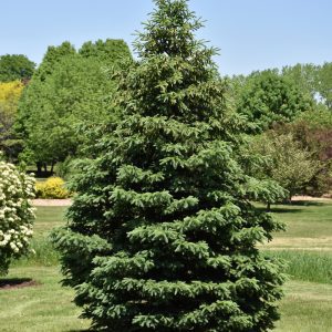 Black Hills Spruce