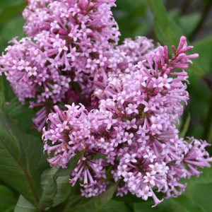 James MacFarlane Lilac