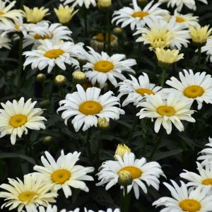 Amazing Daisies Banana Cream Shasta Daisy