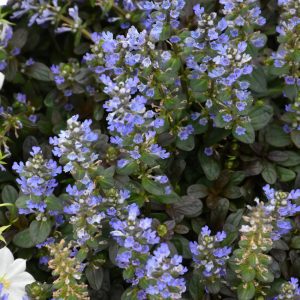 Chocolate Chip Bugleweed