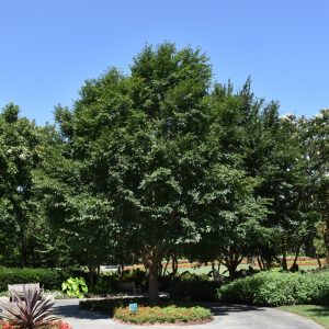 Triumph Elm