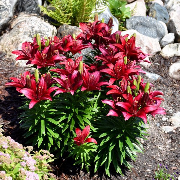Lily Looks Tiny Rocket Lily | Indy Plants