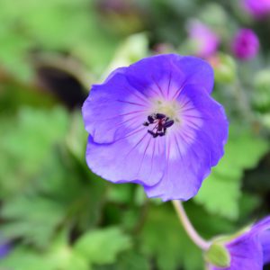 Rozanne Cranesbill