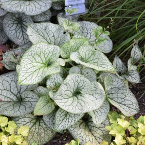 Queen of Hearts Bugloss