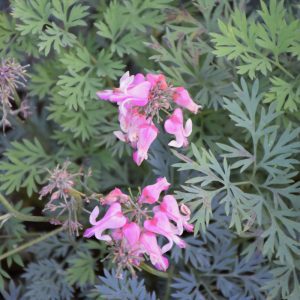 Pink Diamonds Fern-leaved Bleeding Heart