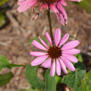 Primadonna Deep Rose Coneflower