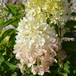 Zinfin Doll Hydrangea