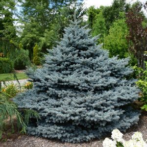 Montgomery Blue Spruce