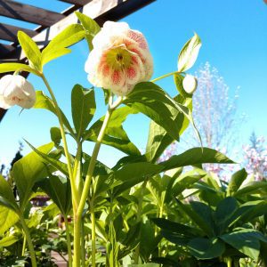 Wedding Party Confetti Cake Hellebore