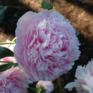 Shirley Temple Peony