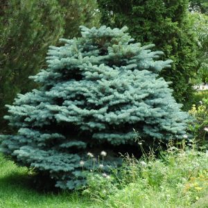 Globe Blue Spruce