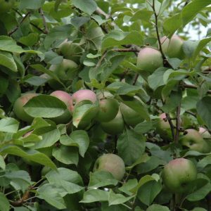 Liberty Apple