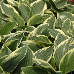 Golden Variegated Hosta