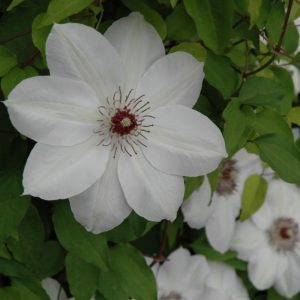 Henryi Hybrid Clematis