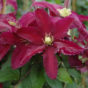 Niobe Clematis