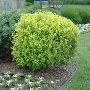 Golden Privet