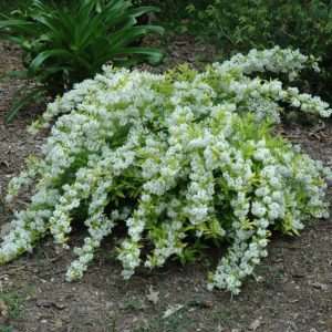 Chardonnay Pearls Deutzia