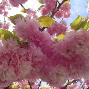 Kwanzan Flowering Cherry
