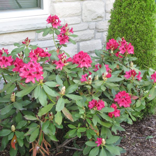 Nova Zembla Rhododendron | Indy Plants