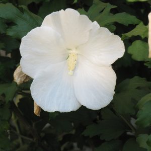 Diana Rose of Sharon