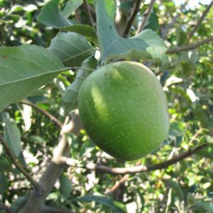 Granny Smith Apple