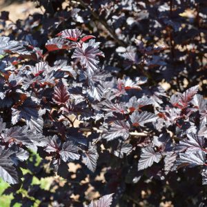 Summer Wine Black Ninebark