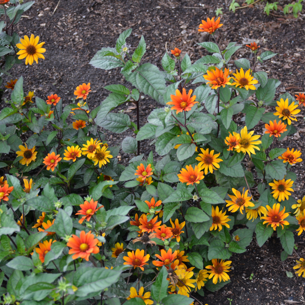 Bleeding Hearts False Sunflower | Indy Plants