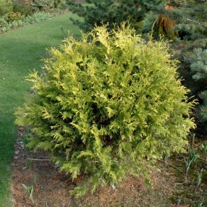 Golden Globe Arborvitae