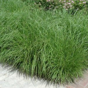 Fountain Grass